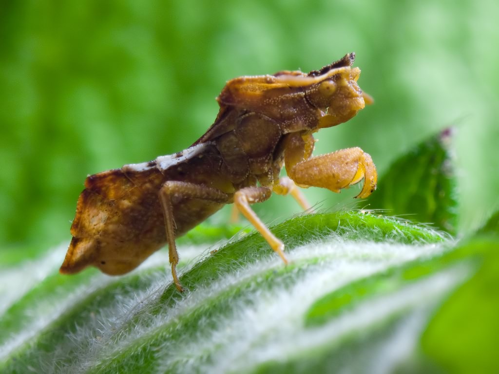 Phymata crassipes (Fabricius, 1775)